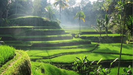 2D1N Free Tour in Bali, S$100