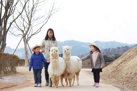Alpaca World, Nami Island, and Garden of Morning Calm Tour from Seoul, 2.352.661 VND