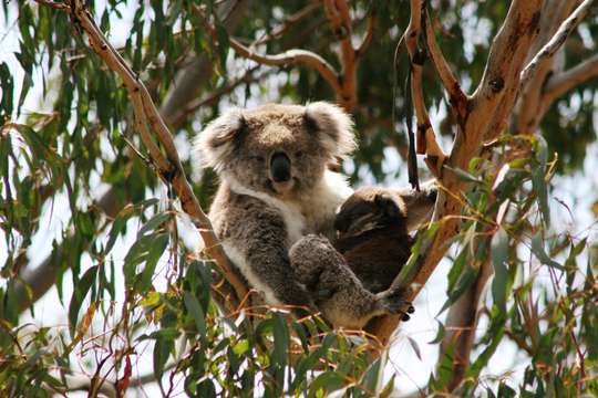 Phillip Island Nature Parks - Koala Conservation Reserve Ticket, THB 410.77