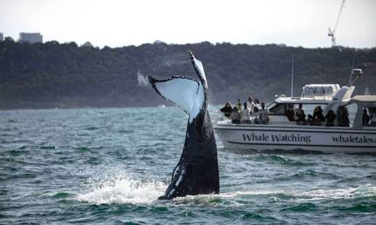 Sydney Intimate Whale Watching Cruise - 2.5 Hours, RM 428