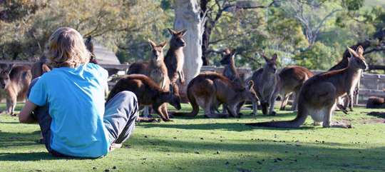 Bonorong Wildlife Sanctuary Tickets
