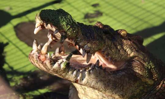 Broome Trio Afternoon Adventure: Brewery, Museum & Crocodiles