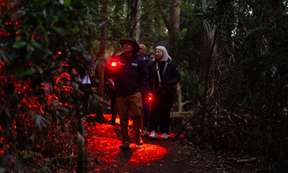 Evening Rainforest, Waterfall and Glow Worm Guided Tour