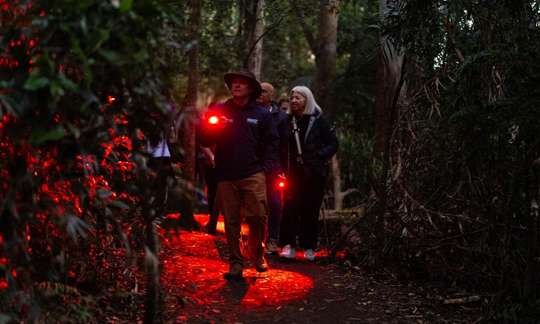 Evening Rainforest, Waterfall and Glow Worm Guided Tour