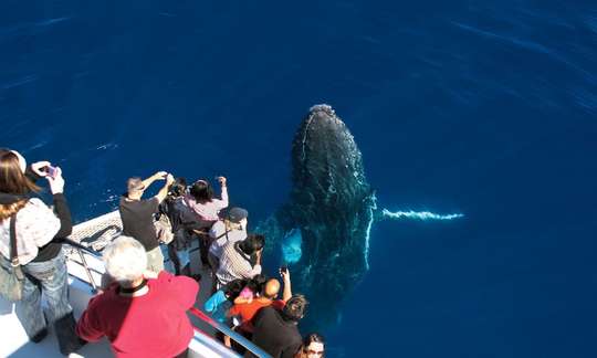 Whale Watching Cruise from Sea World
