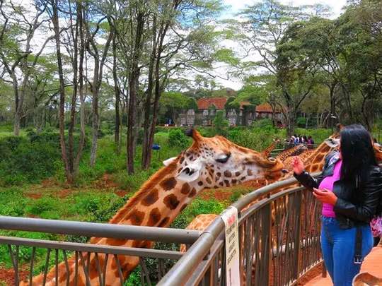 Nairobi:Giraffes Feeding Experience At Giraffes Centre And Kibera Slum Excursion., RM 167