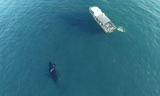 Broome Whale Watching Cruise - 3 Hours