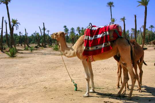 Camel Ride in Marrakech Palm Grove, RM 176