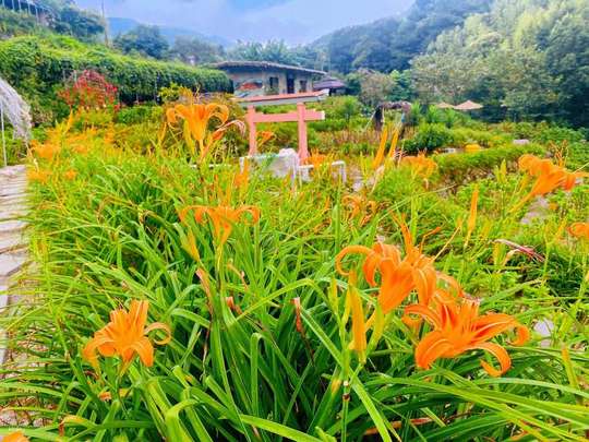 【4人成团】北投阳明山｜金山财神庙＋月老庙＆ 擎天岗＆竹子湖海芋季＆绣球花季＆金针花季＆小油坑＆冷水坑｜夜景餐厅＆钓虾＆北投温泉泡汤｜台北出发