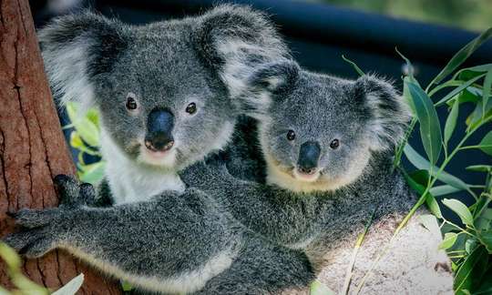 Taronga Zoo Entry and 1-Day Harbour Ferry Pass, RM 253