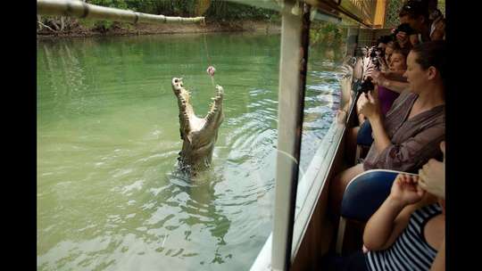 Hartley's Crocodile Adventures and Kuranda Tour from Port Douglas, THB 6,805.95