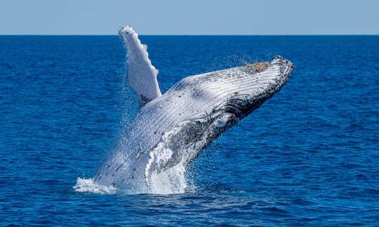 Noosa Thriller Whale Watch - 2 Hours 