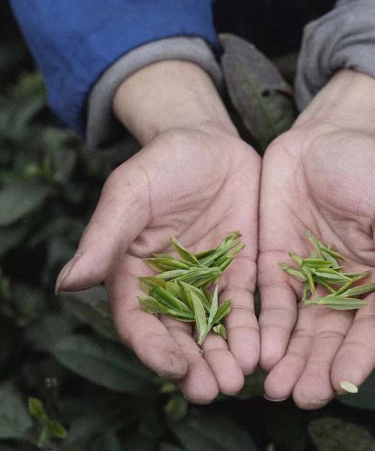 [English Guide] Hangzhou West Lake Scenic Area|Longjing Village Tea Garden Hiking + Tea Picking and Tea Roasting Experience + Shifeng Longjing Tea Tasting