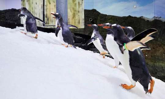 Sydney Attractions Pass - 3 Attractions, THB 1,384.74
