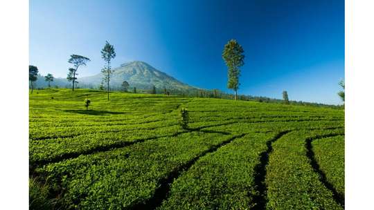 Jogja-Dieng 1 Day (Batu Angkruk, Tambi Tea Plantation, Lake Menjer) by enjoyyourholiday, THB 615.19