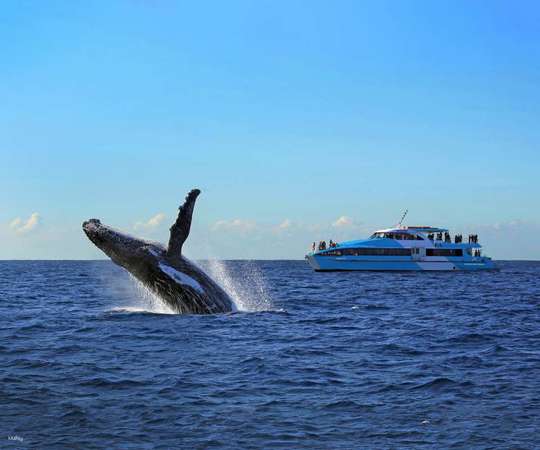 Whale Watching Cruise by Captain Cook Cruise | Sydney