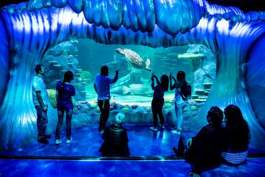 Sydney Multi Attraction Pass, 828.482 VND