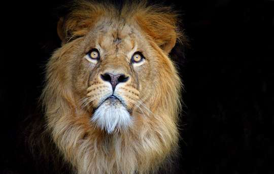 ARTIS Royal Zoo, 840.066 VND