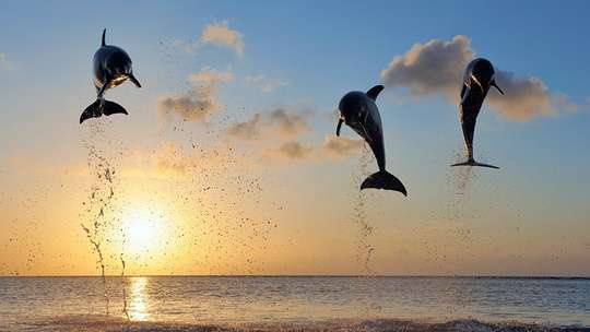 Bali Dolphin Lovina Tour - Lawatan 8.5 Jam, RM 46
