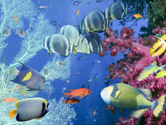 Blue Lagoon Snorkeling - 1-day Tour, Rp 278.000
