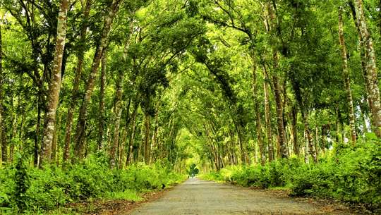 Discover Djawatan Alas Purwo by YukBanyuwangi - 1 Day Tour , Rp 900.000