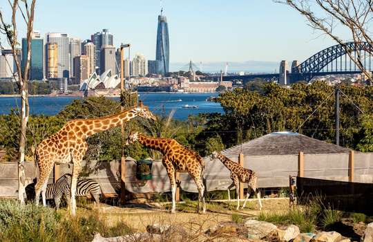 ตั๋ว Taronga Zoo ซิดนีย์