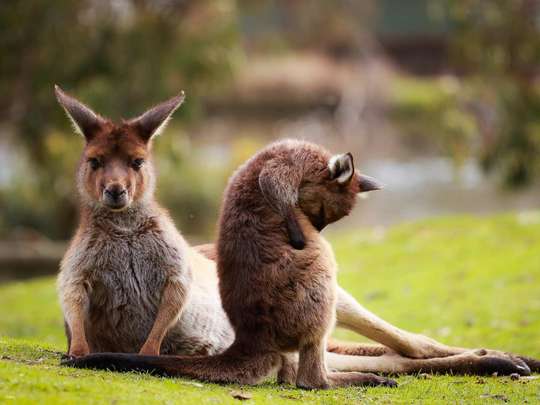 Ballarat Wildlife Park Entry Ticket | Victoria