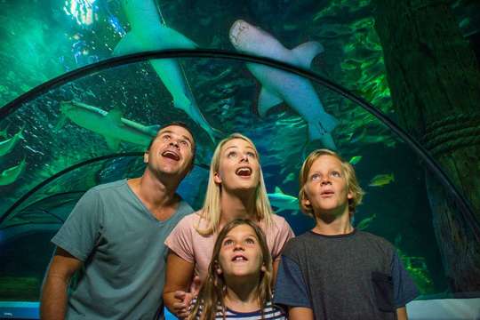 SEA LIFE Sunshine Coast Aquarium Ticket | Queensland, THB 1,177.08