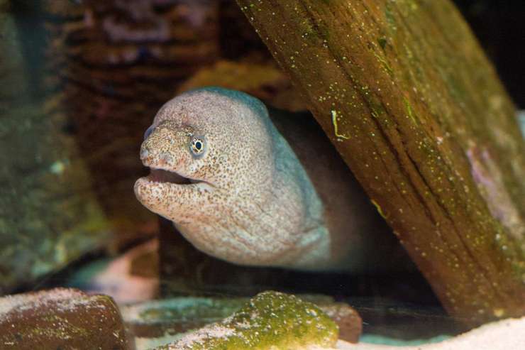 海洋生物阳光海岸水族馆 门票 | 昆士兰 1