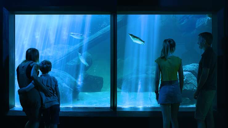 海洋生物阳光海岸水族馆 门票 | 昆士兰 3