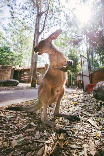 Dreamworld Australia 2
