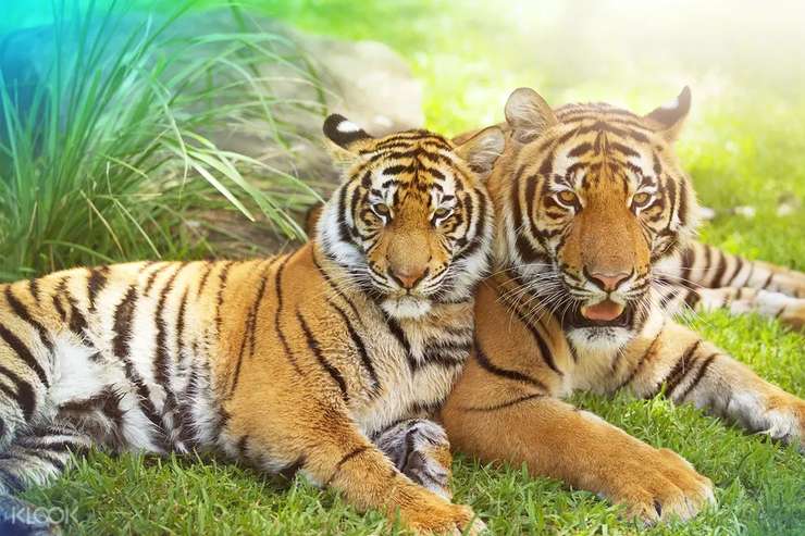 Dreamworld Australia 1