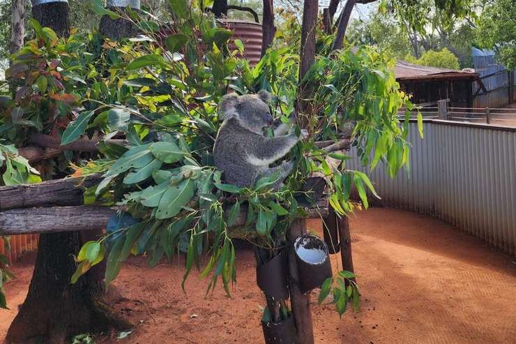 Dreamworld Australia 3