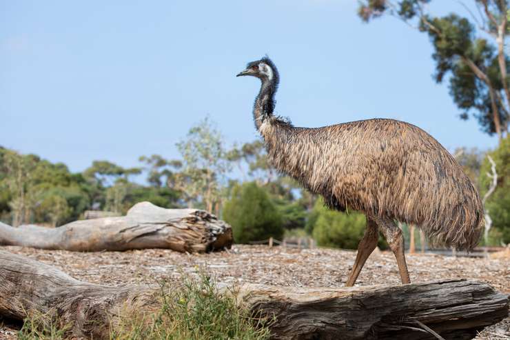 Werribee Open Range Zoo Tickets 2