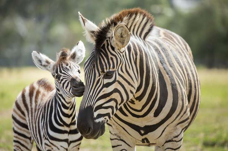 Werribee Open Range Zoo Tickets 1