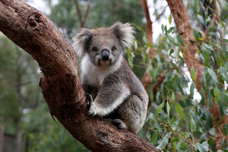 Werribee Open Range Zoo Tickets 3