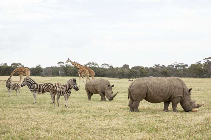 Werribee Open Range Zoo Tickets 3
