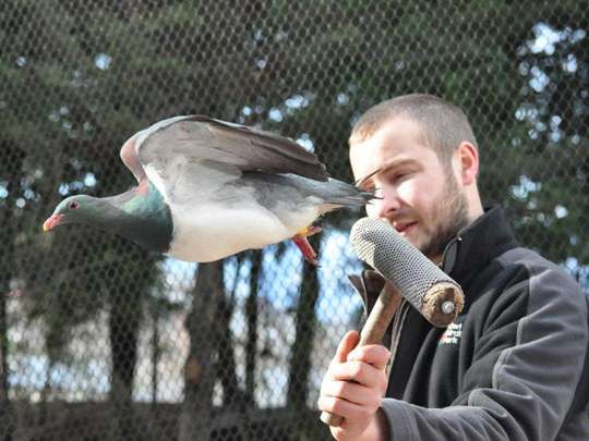 Kiwi Birdlife Park Tickets