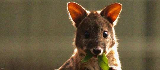 Featherdale Wildlife Park Sydney Tickets