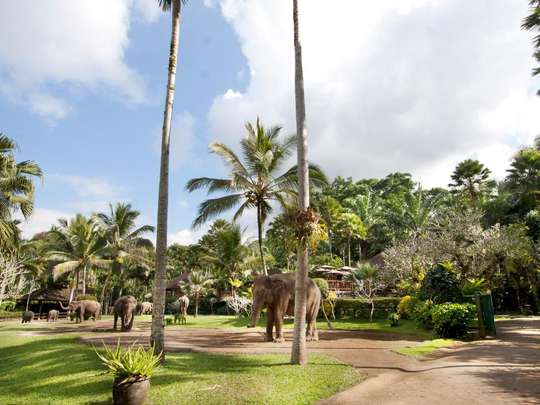 Tiket Masuk ke Mason Elephant Park - Taro Bali, RM 97