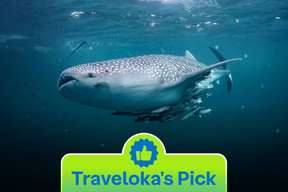Whale Shark Tour Derawan Labuan Cermin - 4 Days 3 Nights