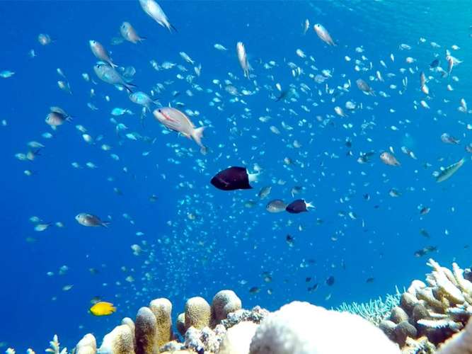 3D2N Derawan 1