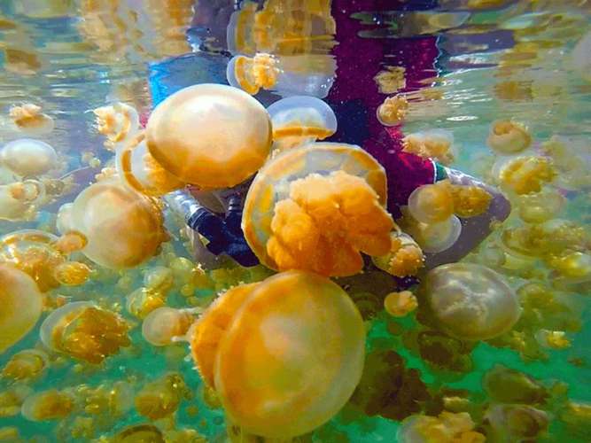 3D2N Derawan 3