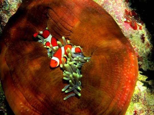 Snorkeling di Pulau Menjangan Buleleng - Private Trip, RM 160