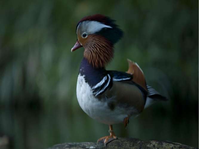 峇里島鳥園門票 3