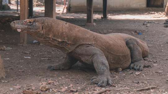 Explore Komodo Island - 1-Day Tour, 2.085.169 VND