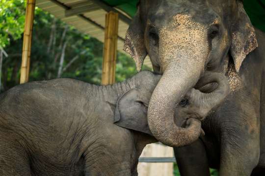 Tiket Elephant Jungle Sanctuary Pattaya, Rp 1.565.270