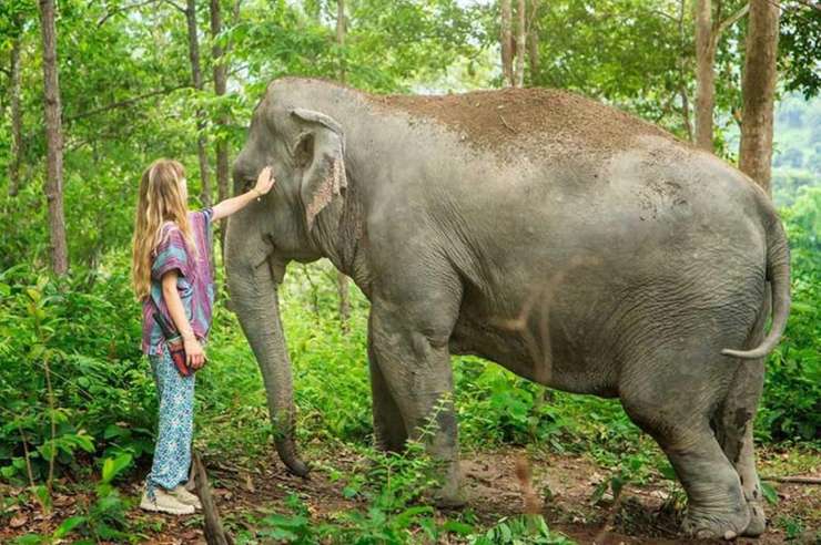 ปางช้างจังเกิ้ลแซงค์ทัวรี่ เชียงใหม่ - ทัวร์ครึ่งวัน 2