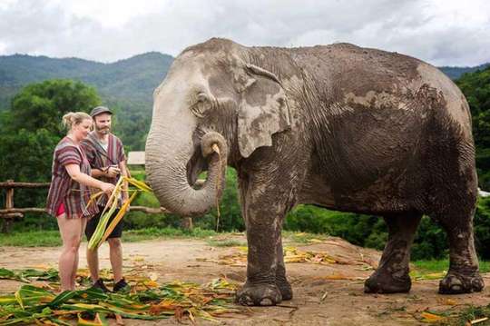 ปางช้างจังเกิ้ลแซงค์ทัวรี่ เชียงใหม่ - ทัวร์ครึ่งวัน, THB 1,902.50