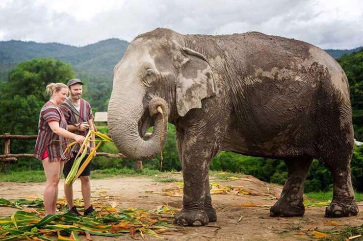 ปางช้างจังเกิ้ลแซงค์ทัวรี่ เชียงใหม่ - ทัวร์ครึ่งวัน 1
